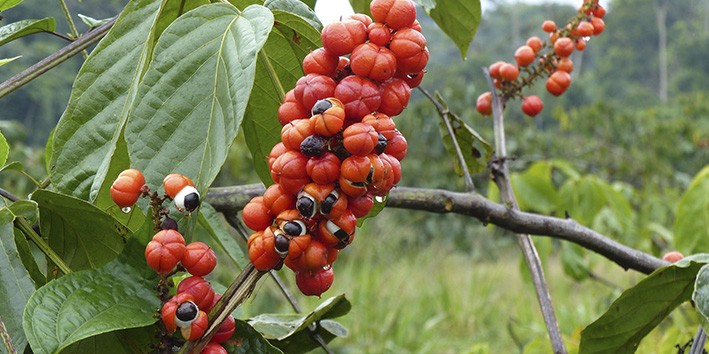 Nootropicos naturais guarana